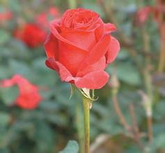 �ƾŻ�����ô����Ƶ��ʮ�˽�����ȫ�ṫ��9�����ᷨ���г����������...